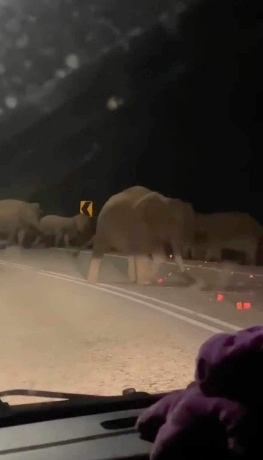 Elephant Crossing the Road at Night in Perak Splits from Herd to